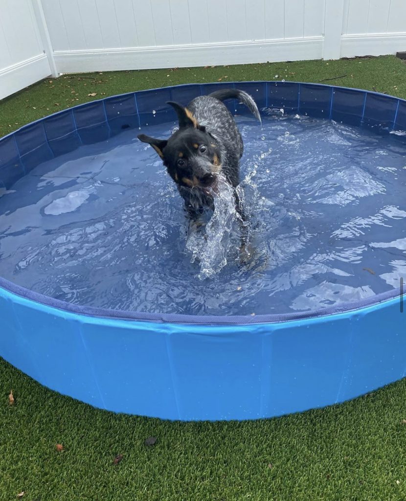 Hudson-in-the-pool