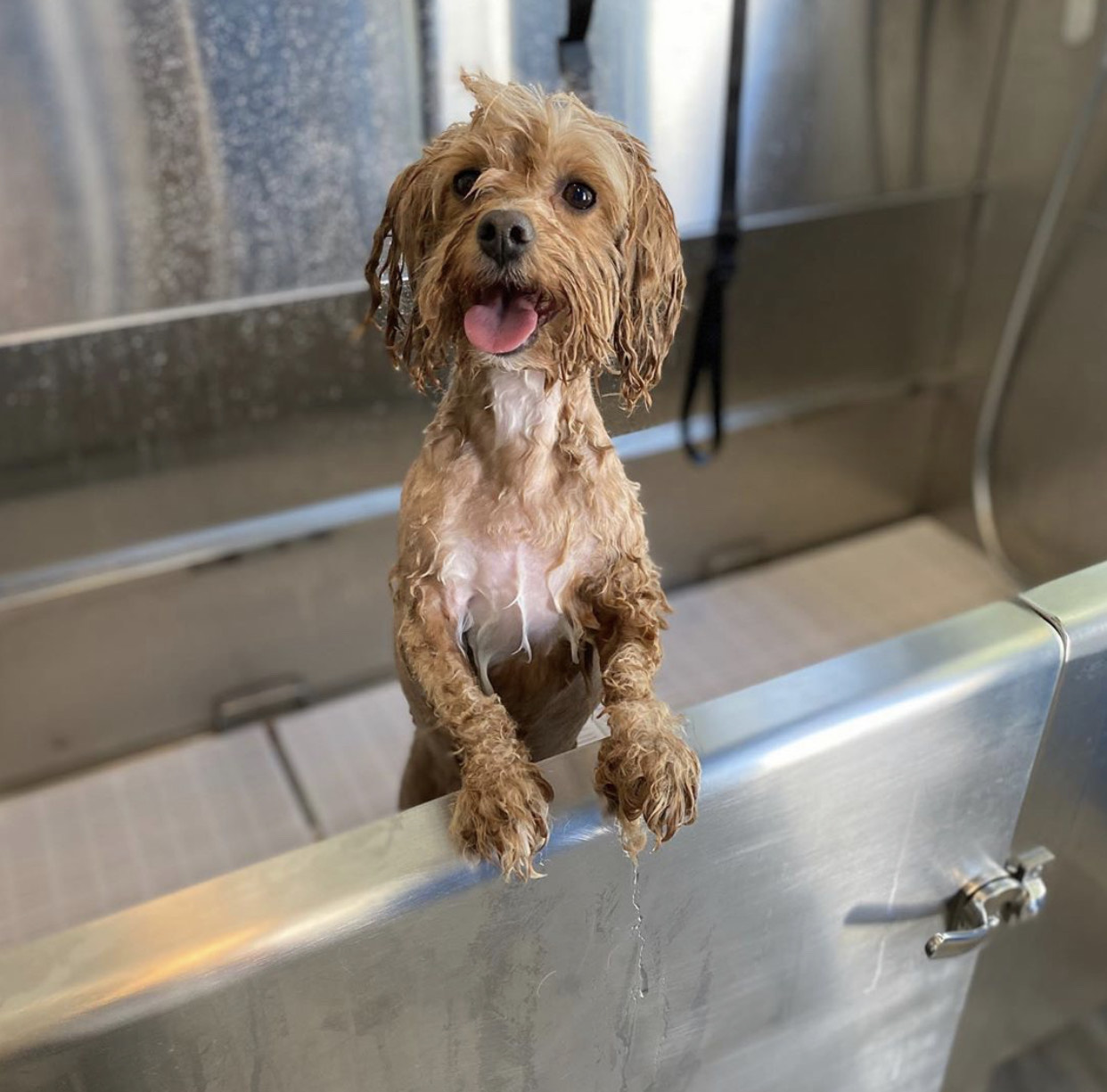 Wet-puppy-groom